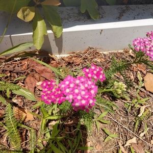 Meet your Posher, Stacey